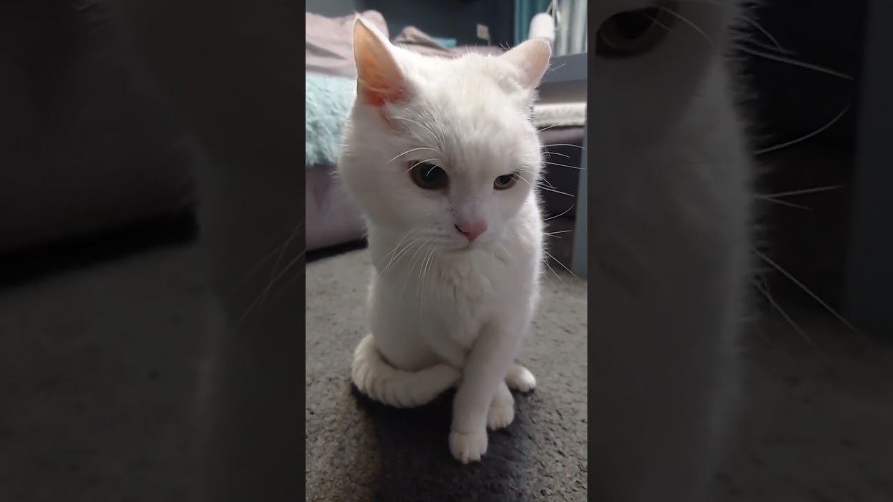Милый котик Миша #Shorts смотреть онлайн