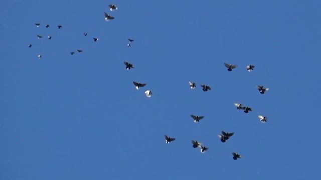 Голуби у Рюмшина Сергея! Как всегда массовый зачёт и в 2020 году!