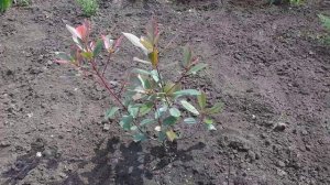 Фотиния  "Pink Marbel" , пробую сформировать стволы.