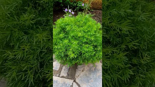 asparagus sprengeri... 🌿 смотреть онлайн