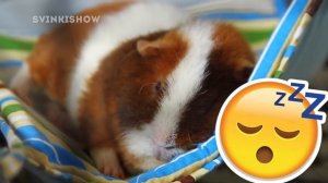 ЛАЙФХАКИ для Владельцев Морских Свинок / SvinkiShow