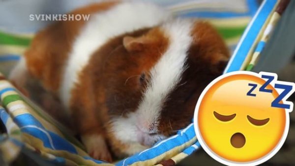 ЛАЙФХАКИ для Владельцев Морских Свинок / SvinkiShow