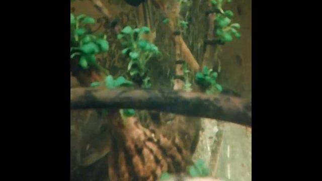 Аквариумные рыбки/ Юный Аквариумист/ Американские и африканские цихлиды смотреть онлайн