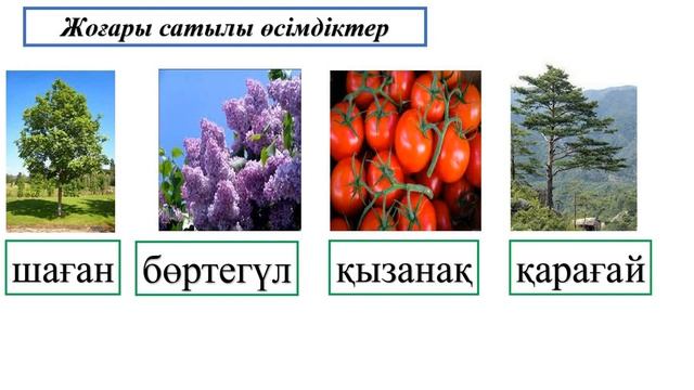 4 сынып жаратылыстану 1 сабақ Төменгі және жоғары сатыдағы өсімдіктер