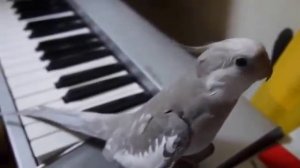 Корелла попугай поёт и танцует