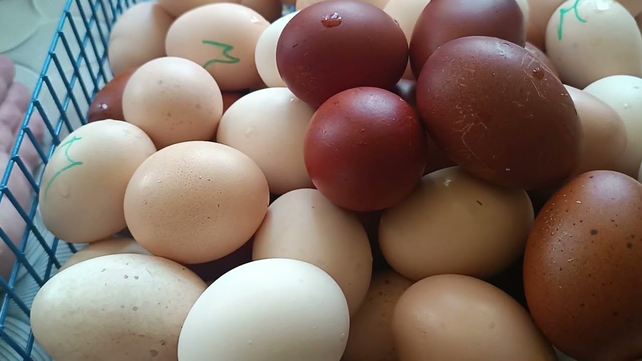 26 июля 2024 г.