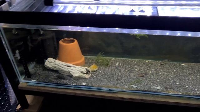 FISH ROOM UPDATE | FISH GONE смотреть онлайн