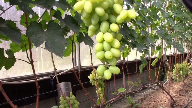 Виноград сорт Самородок смотреть онлайн