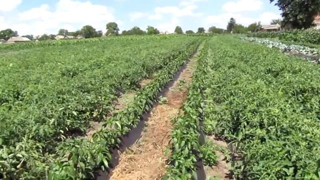 Огурцы, томат, кукуруза, капуста. Обзор растений на огороде. смотреть онлайн