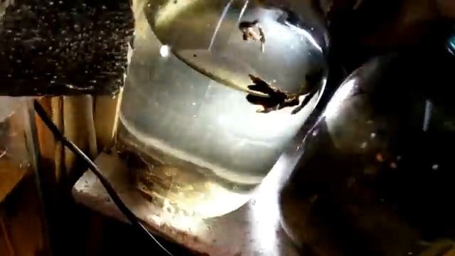 Разведение инфузории, как это делаю я. смотреть онлайн