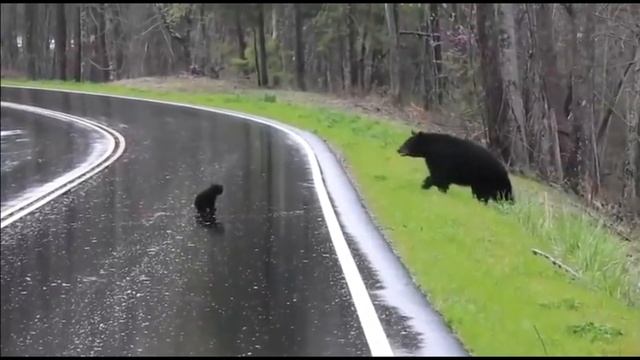 Чем опасны черные медведи (Ursus americanus) при нападении смотреть онлайн