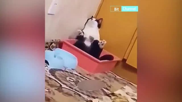 Смешные животные, собачки, кошечки. Смех до слез. Плакать от радости. Забавное видео 2023 смотреть онлайн