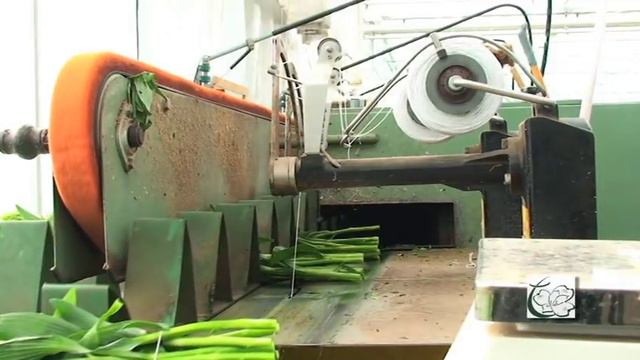 H.M. Tesselaar Alstroemeria 2010