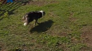 СОБАКИ-ПАСТУХИ