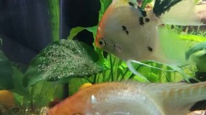Скалярии Кои! Нерест в общем аквариуме, уход за икрой!