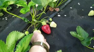 Клубника АЛЬБИОН. Сорт НСД. Вся правда!