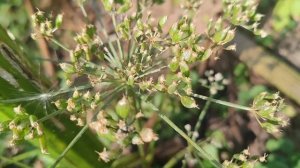 4 способа утилизации семян борщевика