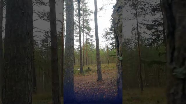 Песня в лесу. От улыбки. смотреть онлайн