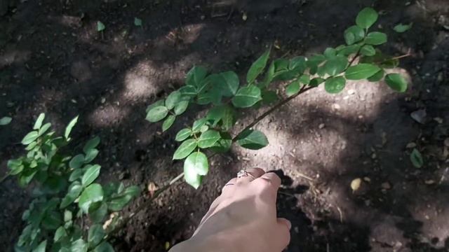 Огурцы, уход за старой розой, высадки петунии в кашпо смотреть онлайн