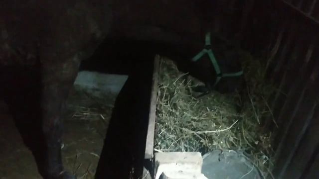 Лошадь/Английский жеребец.Чем Я кормлю. смотреть онлайн