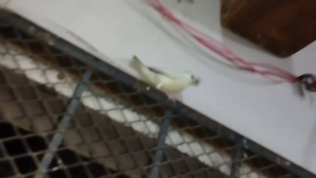 White Fawn and Opal Java Breeding Setup Visit Behtreen Progress Masha Allah in Urdu/Hindi смотреть онлайн