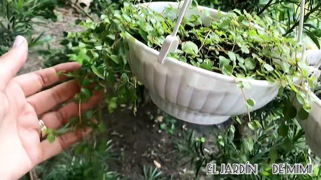 Cómo cuidar la SOLEIROLIA | lágrimas de ángel, colchón de novia. Planta colgante смотреть онлайн