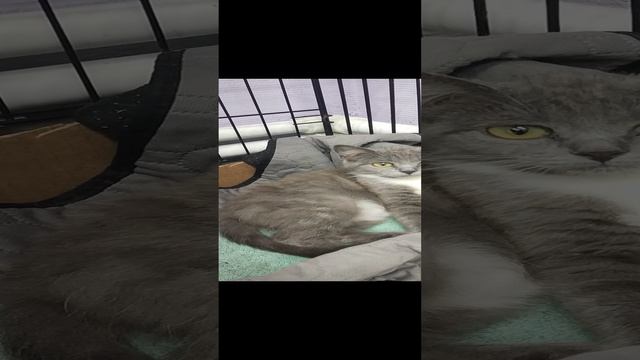 Плюшка.Котенок ,которого вынесли в лес умирать