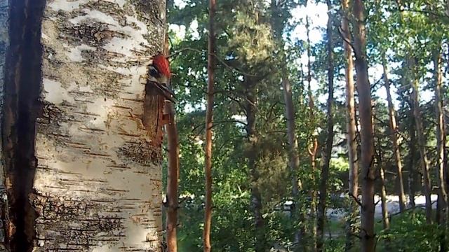 Лицензия на съёмку дятлов. Большие пёстрые дятелы (Dendrocopos major) кормят птенцов в дупле. смотреть онлайн