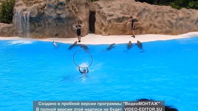 Tenerife, part2, Loro parque смотреть онлайн