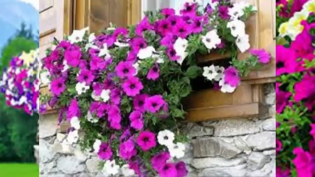 COMO CULTIVAR PETUNIAS, Petunias Surfinias Cuidado Y Cultivo, Mi Diario De Jardín.