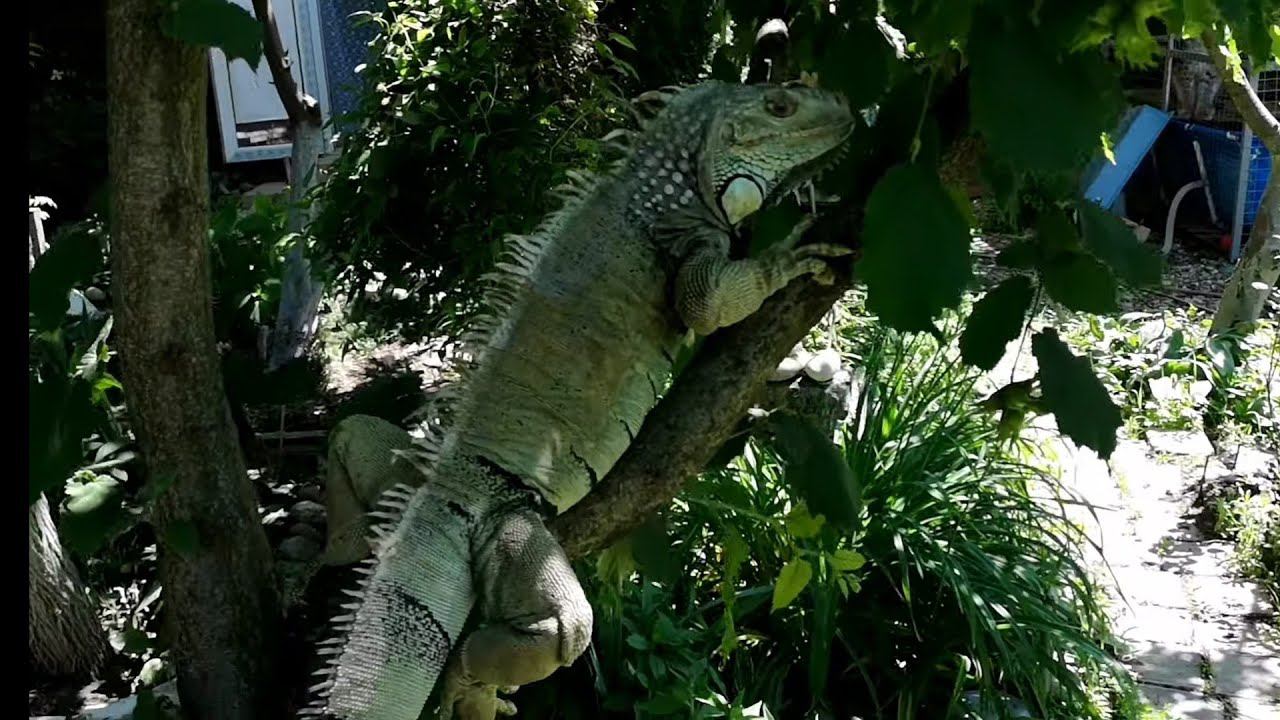 Игуана купается! Марс развлекается!