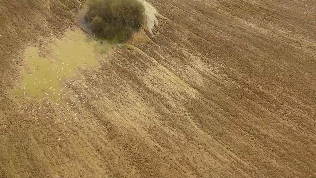 Dji Phantom 3, чайки смотреть онлайн