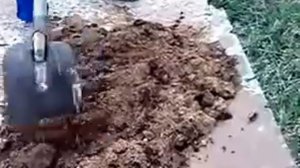 Китайский метод.  Картофель. 02.05.2017 год. Часть 1. Посадка.