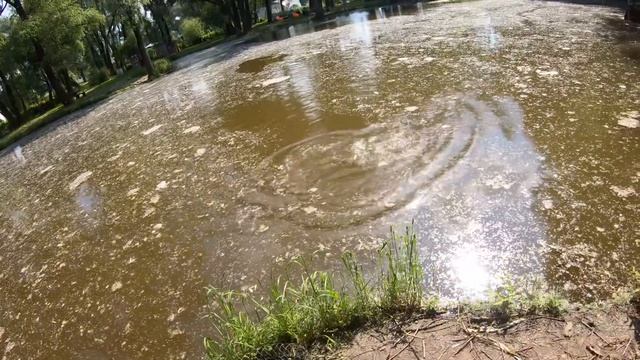 Ловля форели . Рыболовная усадьба ОСТРОВ ?