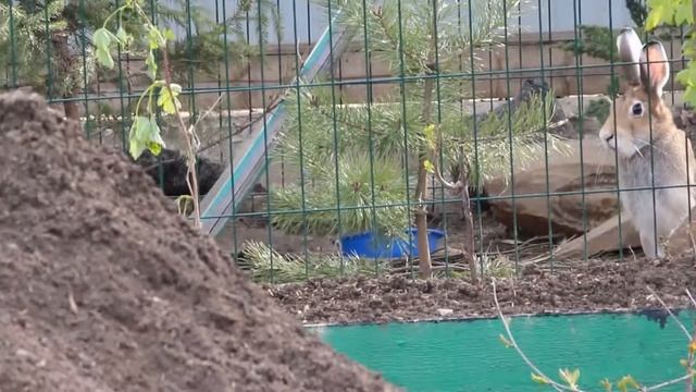 Гон у зайцев в вольере смотреть онлайн