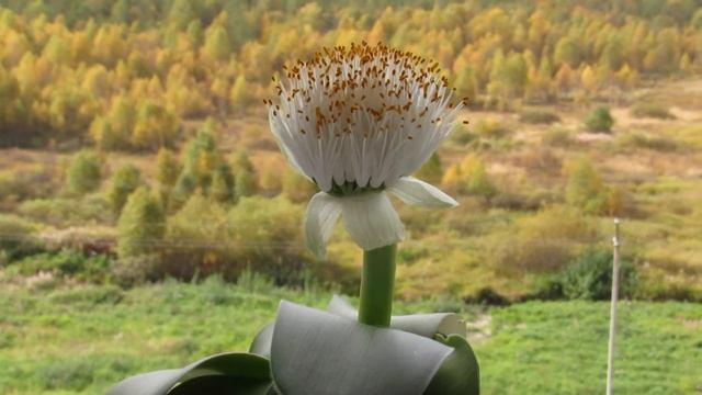 Гемантус Белоцветковый смотреть онлайн