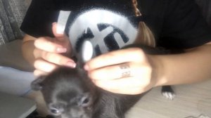 Как подклеить ушки чихуахуа. Используем пластырь Omnipor