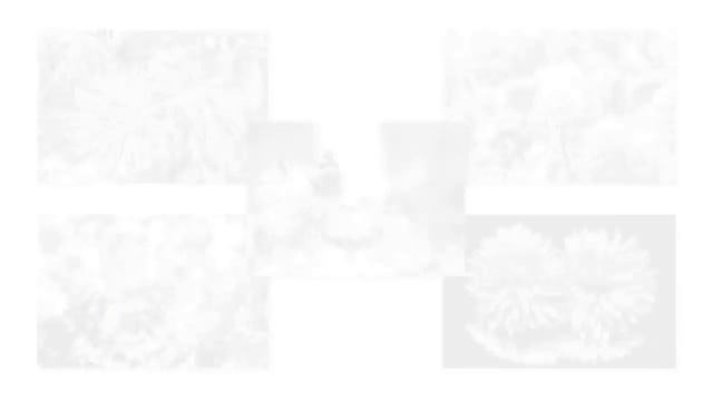 ЦВЕТЫ #АСТРА КИТАЙСКАЯ смотреть онлайн