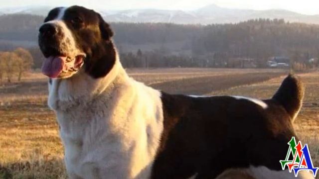 ВОЛКОДАВ 30. «Сема, беги!» - крикнула Марина, когда злой АЛАБАЙ кинулся к волкодаву, и вдруг…