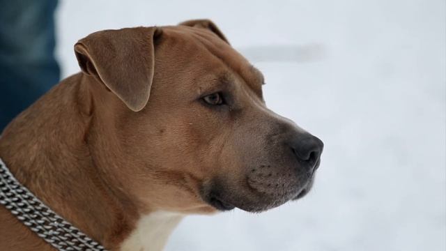 Стаффордширський тер'єр - опис породи, виховання догляд та характер смотреть онлайн