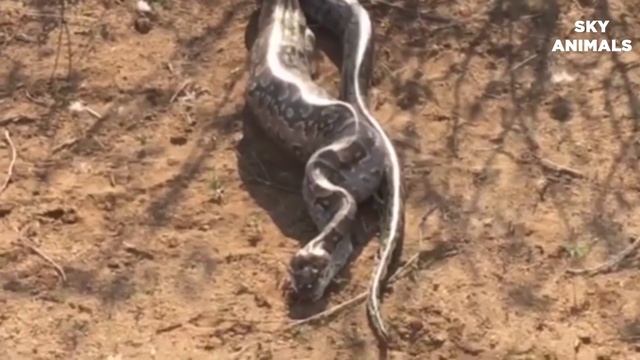 Lions vs Big Python Snake Real Fight | Lions attack Crocodile Lion cheetah - Wild Animal Attacks смотреть онлайн