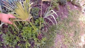 Пальмы  в Открытом Грунте