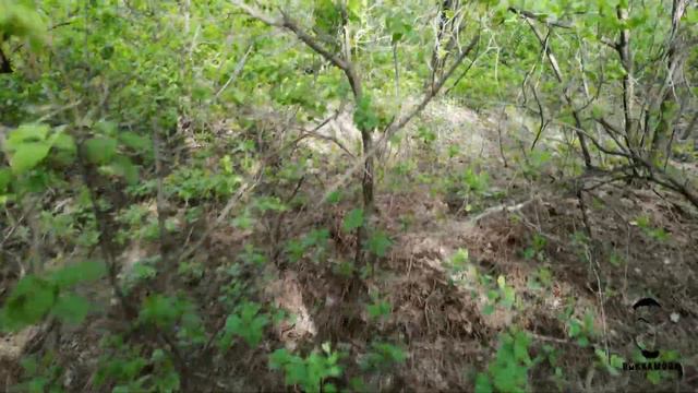 ASMR Прогулка по лесу и домик лесника, Walk in the forest, forester's house. смотреть онлайн