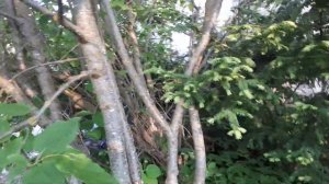 Сирень венгерская разные сорта.