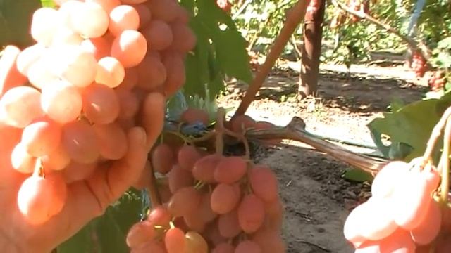Гибридная форма винограда Румба и её устойчевость к растрескиванию ягод и к поеданию осами смотреть онлайн