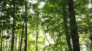 Странный случай в тайге – загадочная хозяйка леса. Таежные истории и байки. Аудио рассказы