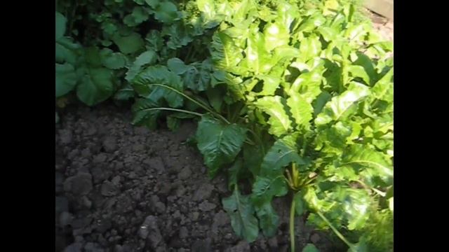 На Даче Дергаем свеклу. Сидераты. Дела огородные . Мочу антоновку смотреть онлайн