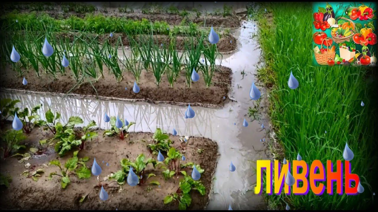 Сад, огород. Ливень. Последствия! смотреть онлайн