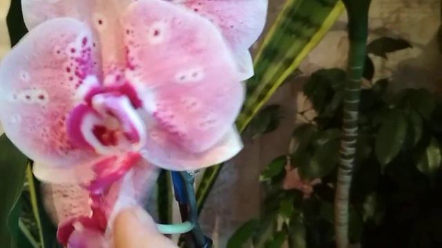 ⁉️Орхидеи хулиганят🌹или это особенности сорта🤔(26.11.2021) смотреть онлайн