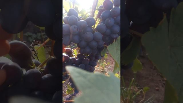 Виноград Зодиак смотреть онлайн